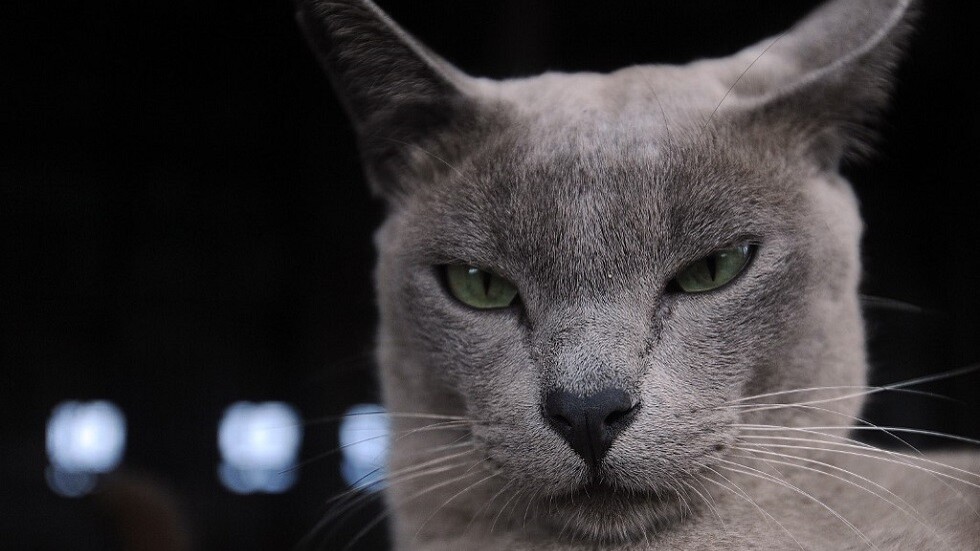 قط محظوظ ينجو من الموت بعد أن قضى 12 دقيقة داخل غسالة