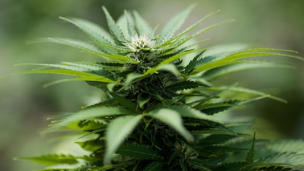 دراسة: القنب الهندي  يمكن أن يساعد في منع مشاكل الرئة المميتة المرتبطة بفيروس كورونا