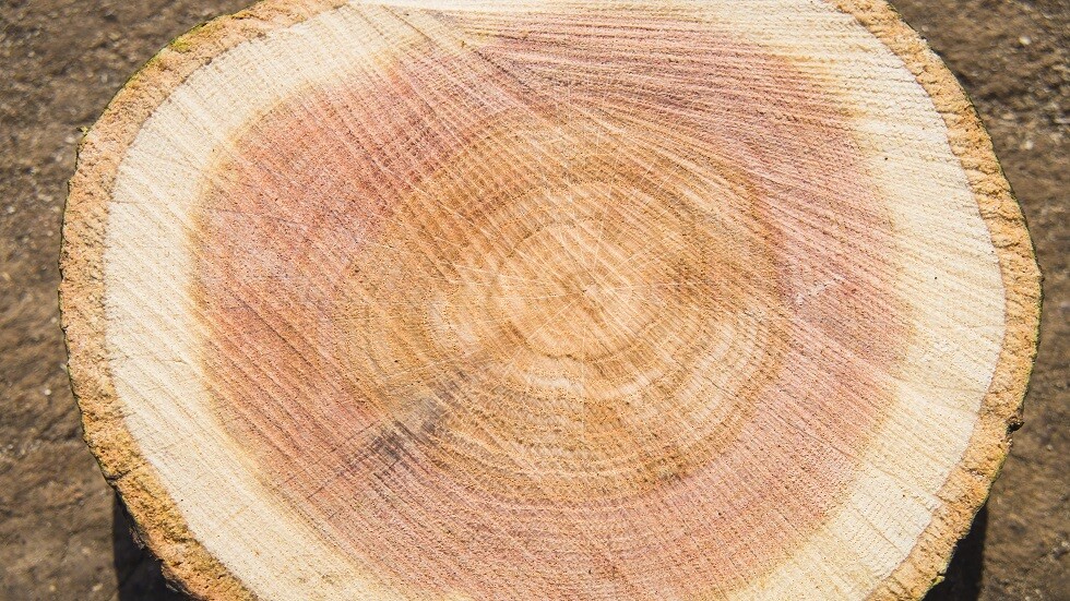 حلقات الخشب تؤكد التغيرات المناخية