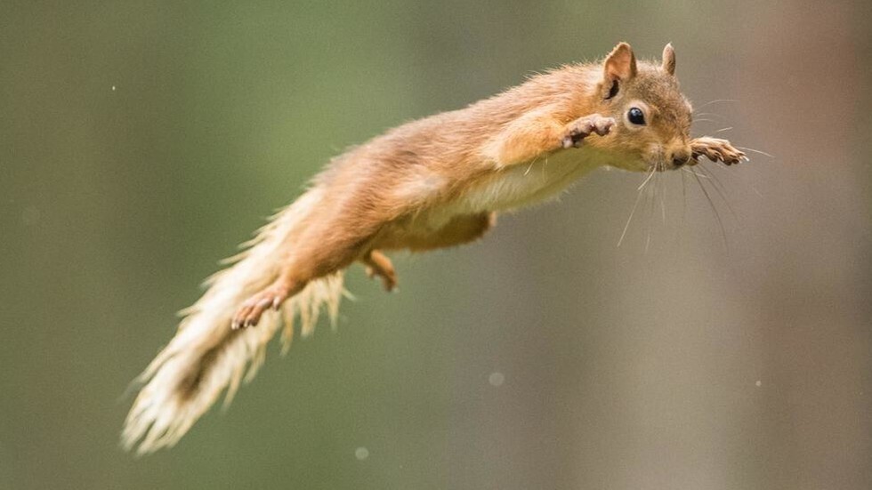 إصابة سنجاب بالطاعون الدبلي في أمريكا تشعل ضجة وردة فعل كبيرة عبر الإنترنت!