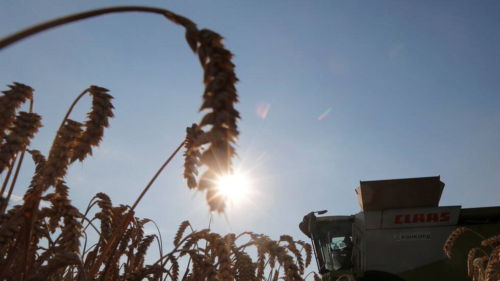 السعودية تشتري 725 ألف طن من الشعير