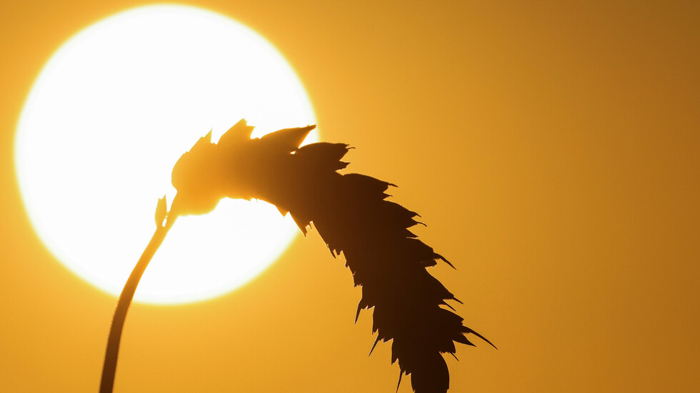 يساوون القمح بالسلاح