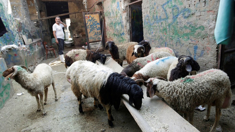 كيف تختار أضحية العيد بشكل سليم في زمن كورونا؟