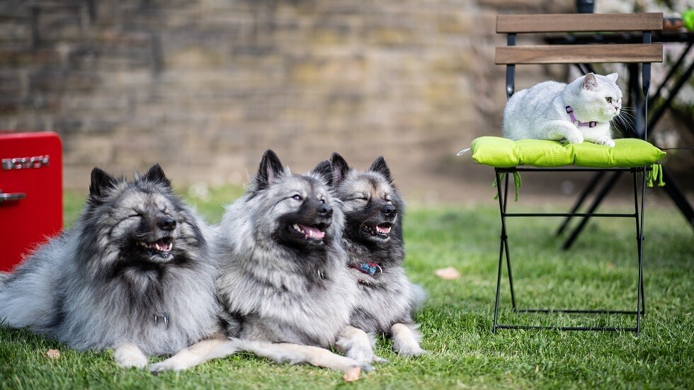 أجسام مضادة لـ 