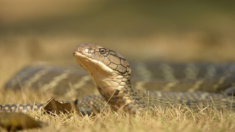 الهند.. كوبرا ملكية في بئر