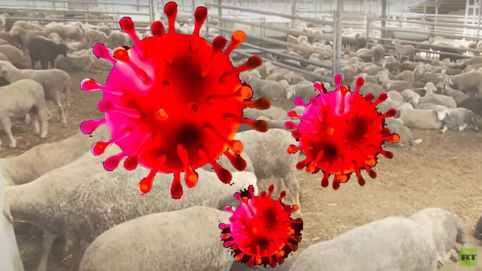 صحيفة: ترقبوا انفجارا في الإصابات بفيروس كورونا بعد عيد الأضحى