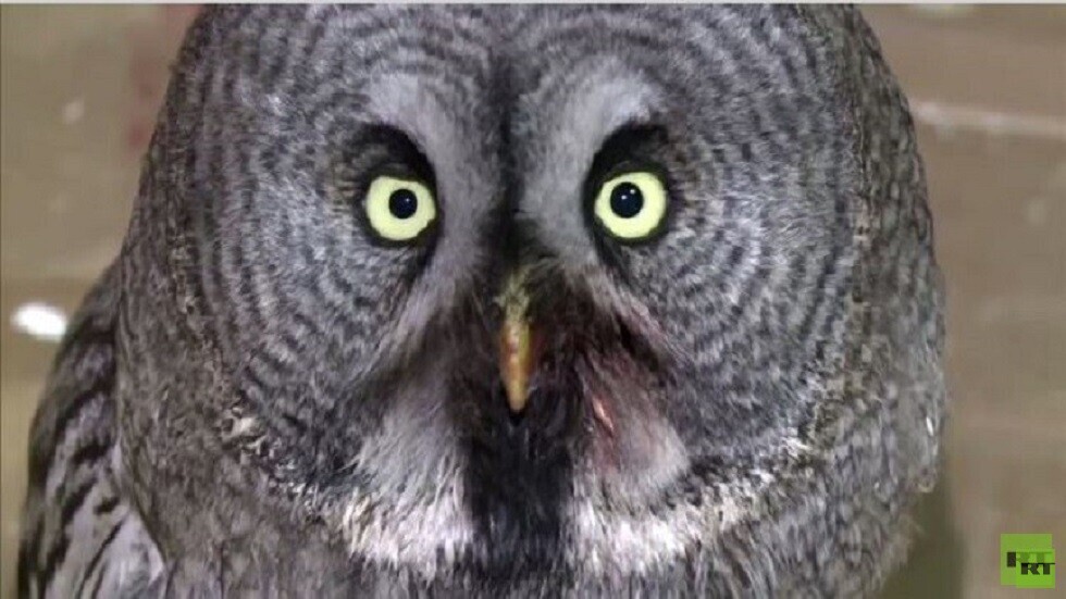 20 شخصا يهبون من أجل إنقاذ بومة سقطت في بئر (صورة)