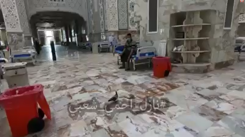 الحمامة "توتو" تزور مصابا بكورونا كل يوم لـ"تذكره" بابنته (فيديو)