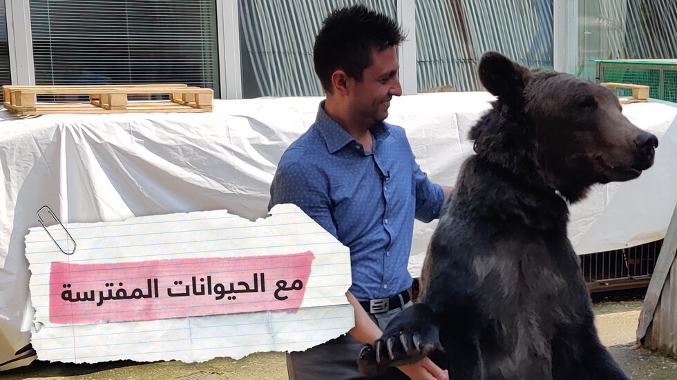 داخل قفص الحيوانات المفترسة في السيرك الروسي