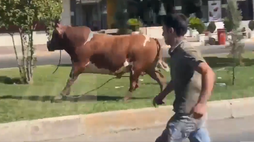 من طرائف العيد.. عجل يفر من يدي جزاريه في أربيل بإقليم كردستان العراق - فيديو