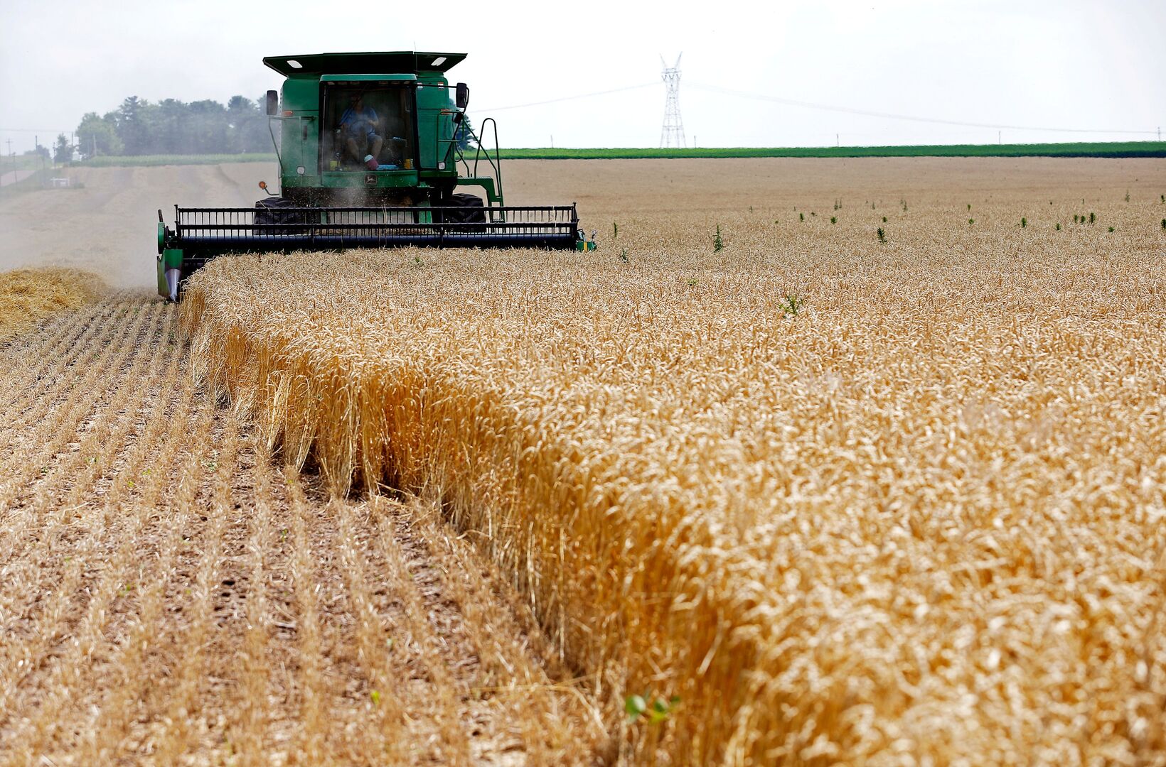 روسيا تطرح أفضل العروض في مناقصة مصرية لشراء القمح