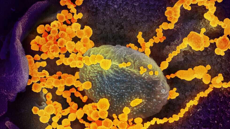 دراسة علمية تكشف انخفاض عدد الأجسام المضادة للمتعافين من فيروس كورونا