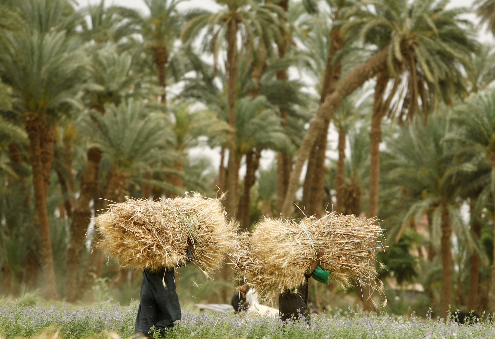 المؤسسة الدولية الإسلامية لتمويل التجارة تمد مصر بأموال إضافية لشراء القمح