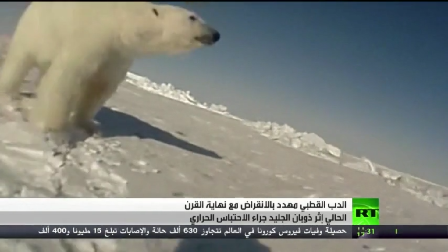 الدب الأبيض القطبي مهدد للاختفاء نهاية القرن