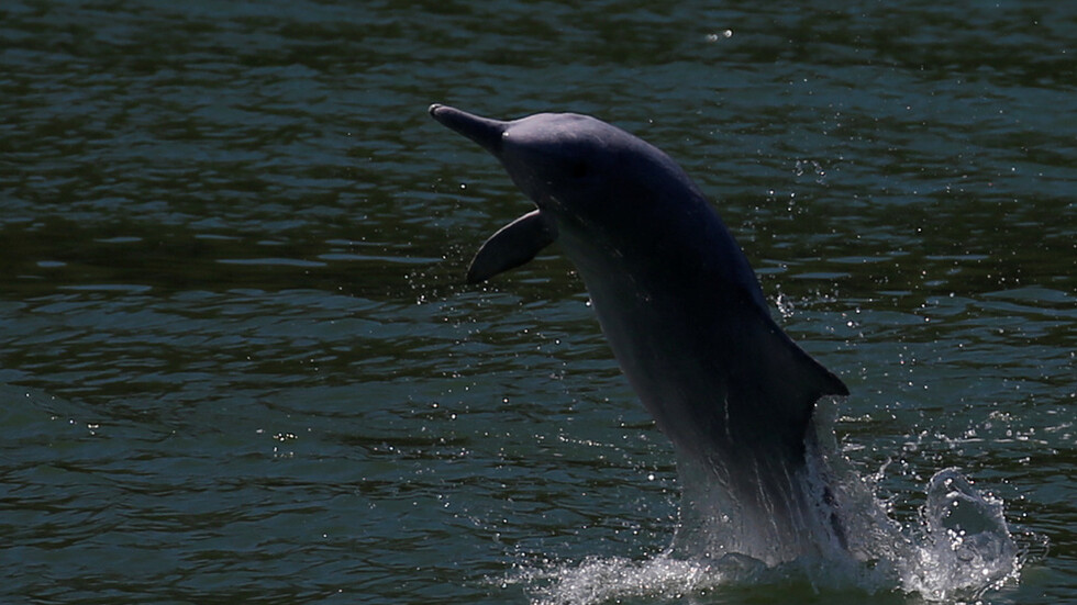 وزيرة البيئة المصرية تعلق على نشر صور لقتل دلفين صغير (صورة)