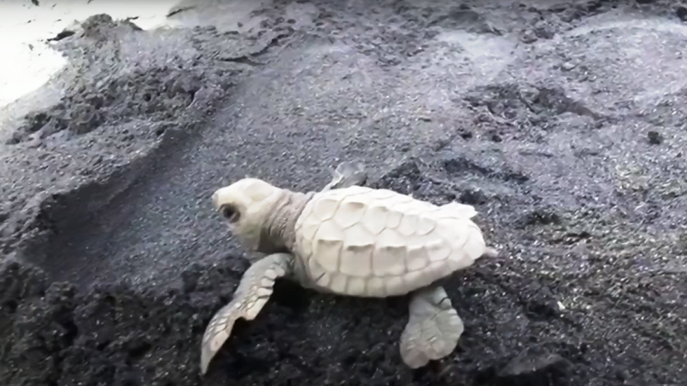 إطلاق ألوف السلاحف الصغيرة في البحر بإندونيسيا (فيديو)