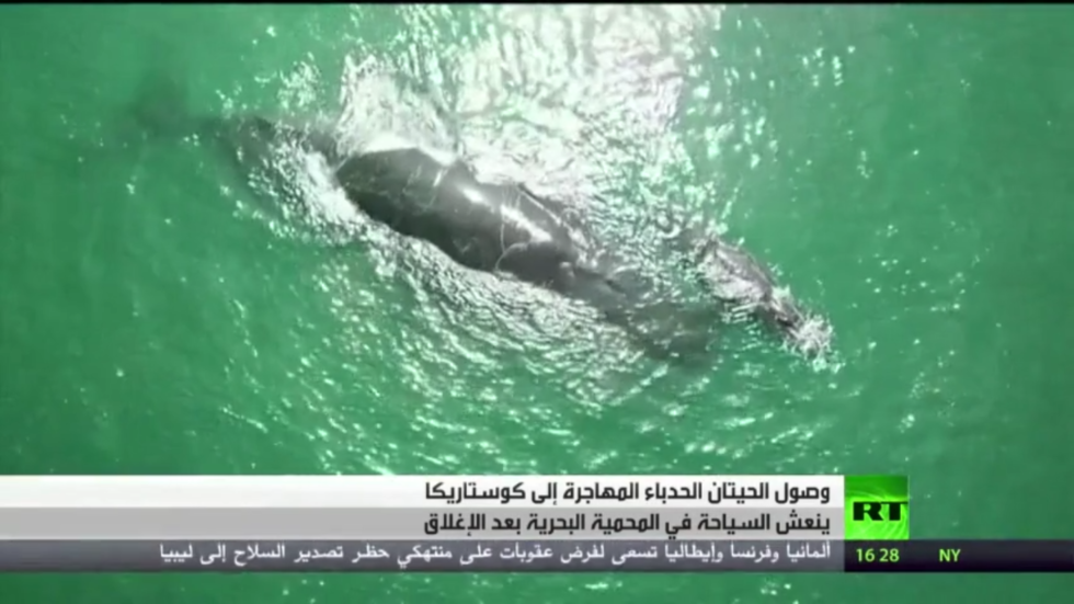 الحيتان الحدباء تنعش السياحة في كوستاريكا