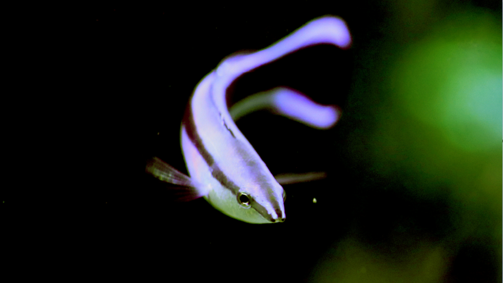 طفيلي "مصاص دماء" يتنكر في شكل لسان سمكة حي (صور)