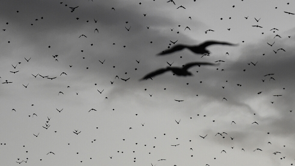 الطيور المهاجرة تعكر حياة الأردنيين