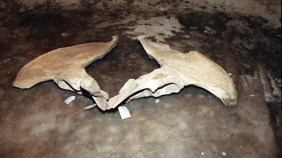 الروس يعثرون في سيبيريا على آثار حيوانات عمرها 400 ألف عام