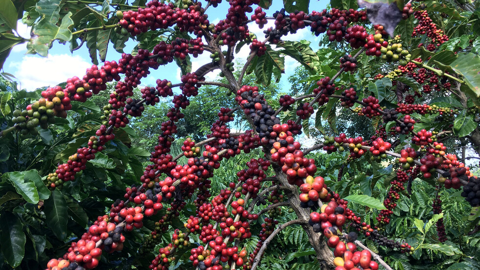 دراسة: مشروب يقي مئات آلاف الأشخاص من الإصابة بالسرطان