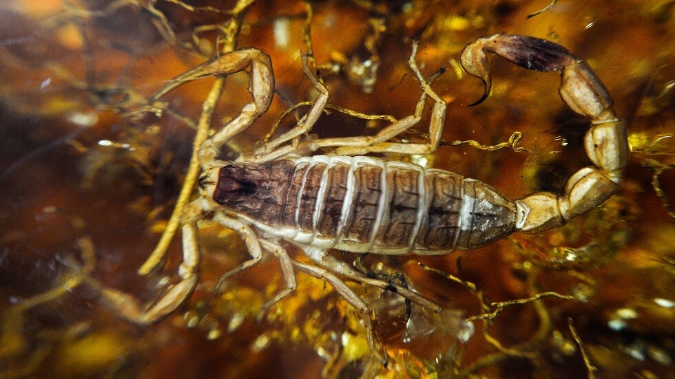 عقرب يختبئ في عنقود عنب يلسع روسية