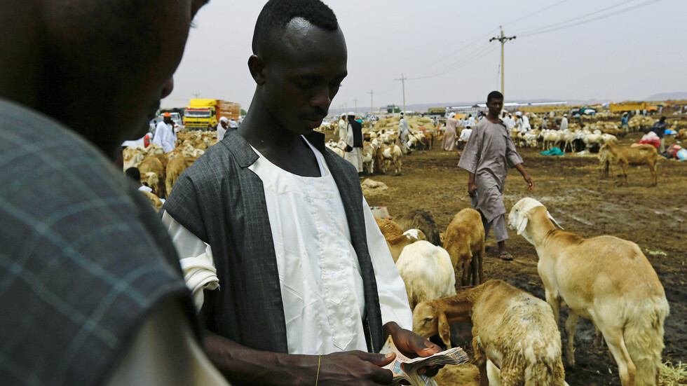 إرجاع المواشي السودانية من السعودية.. الأسباب والحلول
