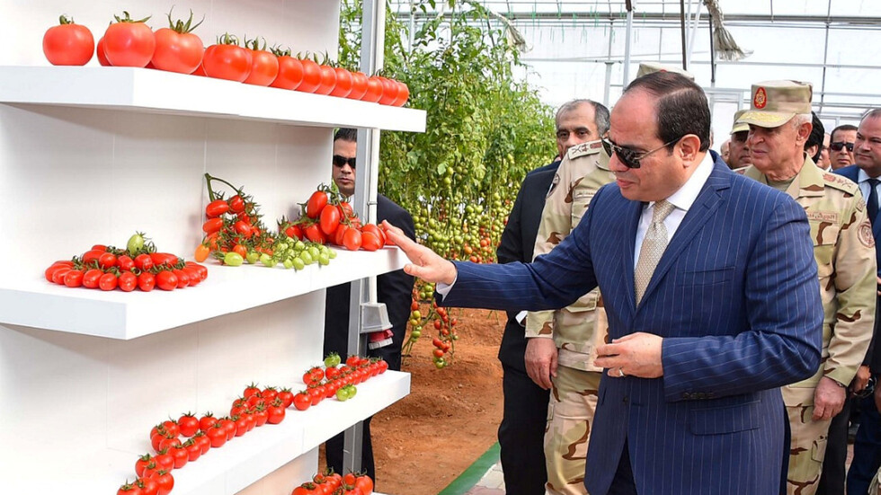 مصر.. ارتفاع حجم الصادرات الزراعية