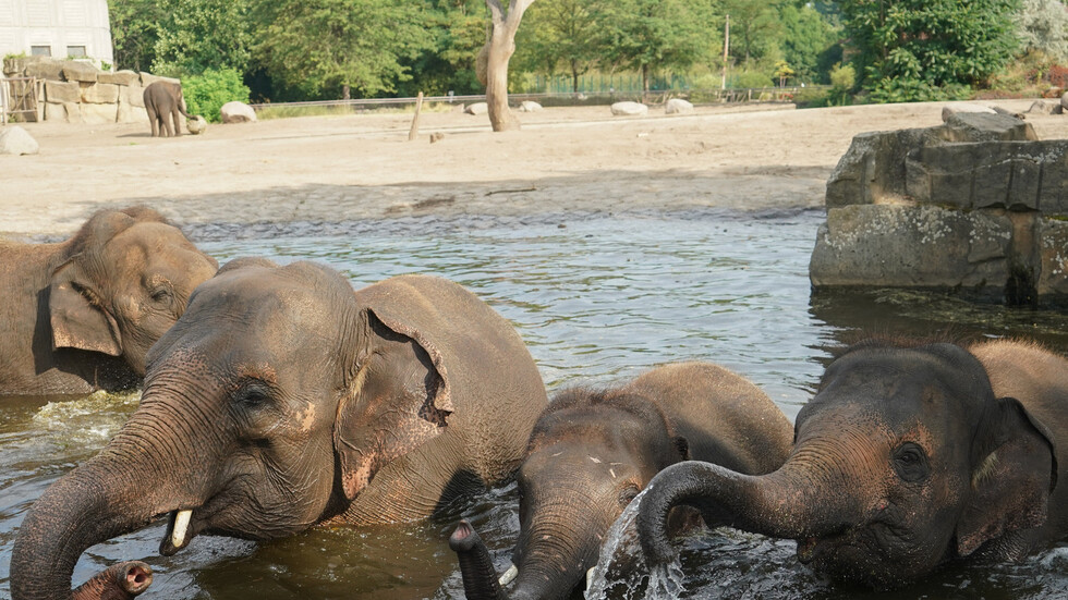 نفوق جماعي للفيلة في زيمبابوي