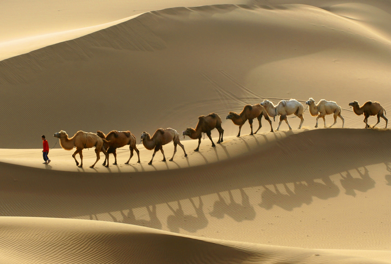 Караван называется. Верблюд Караван шелковый путь. Великий шелковый путь Караван. Пустыня Великий шелковый путь. Караван верблюдов Великого шёлкового пути.