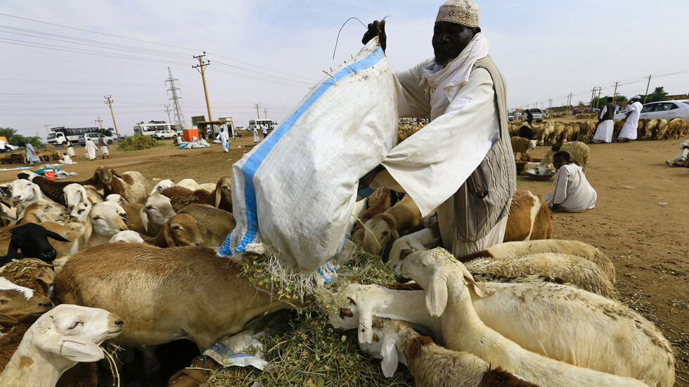 مسؤول سوداني: الفترة السابقة شهدت إرجاع 37 باخرة ماشية من السعودية