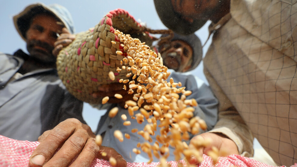 مصر تشتري آلاف الأطنان من القمح الروسي