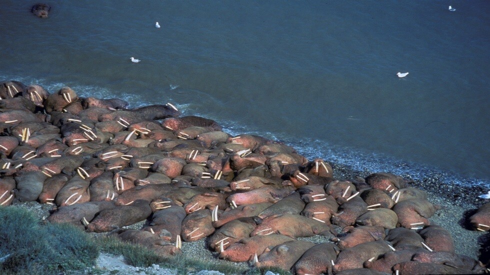 حيوانات الفظ تتلاشى في بحر بيتشورا