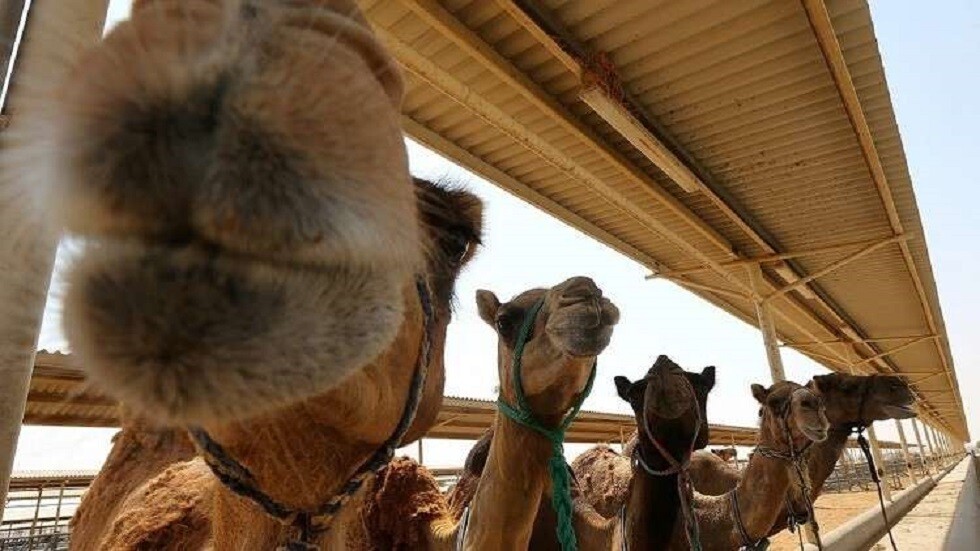 السعودية تفتتح أكبر مستشفى للإبل في العالم