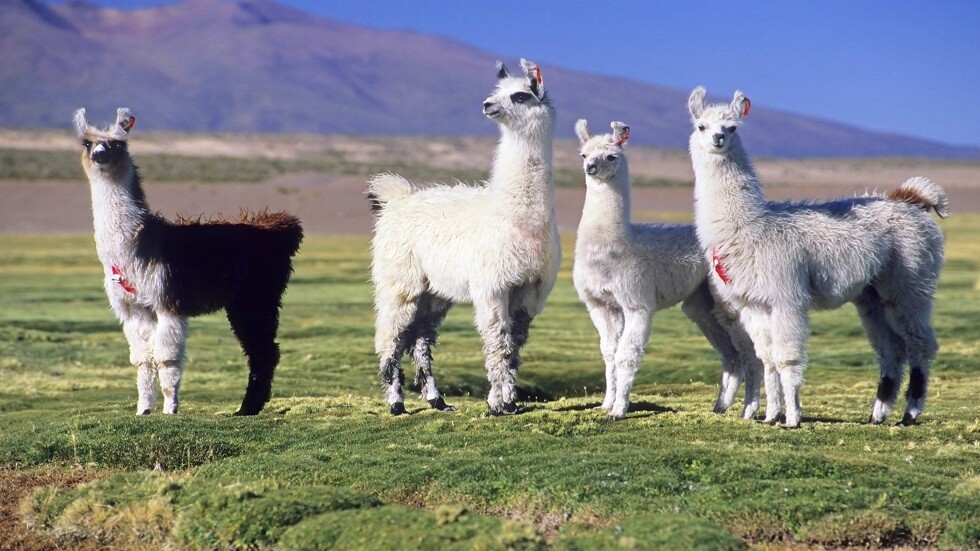 اكتشاف وسيلة قد تحمي من الإصابة بالفيروس التاجي