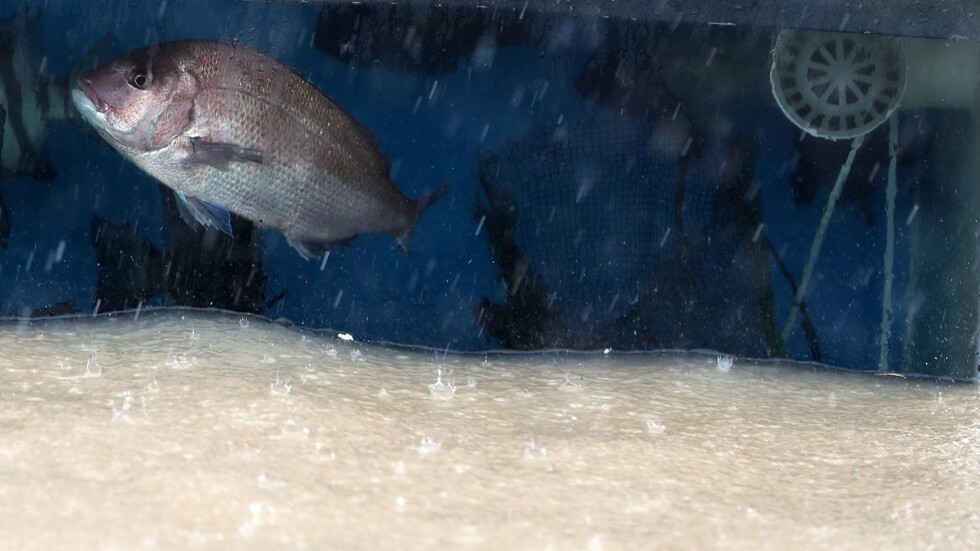 رئيس زامبيا ينعى "سمكة الحظ"