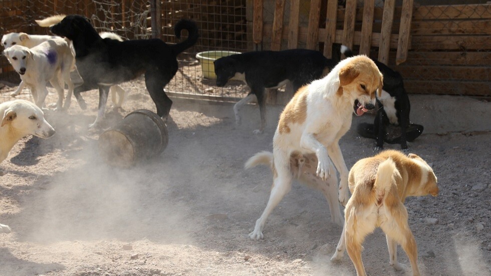 الجزائر.. الكلاب الضالة تفرض حظر التجول في مدينة الأغواط
