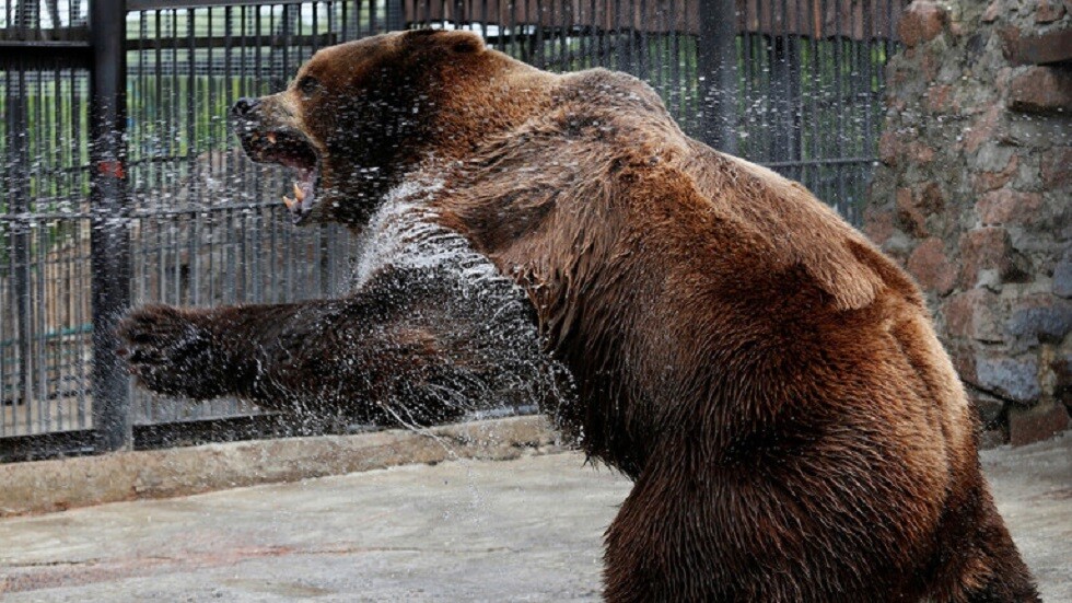 العثور على مومياء دب انقرض منذ 15 ألف عام في سيبيريا (صور)