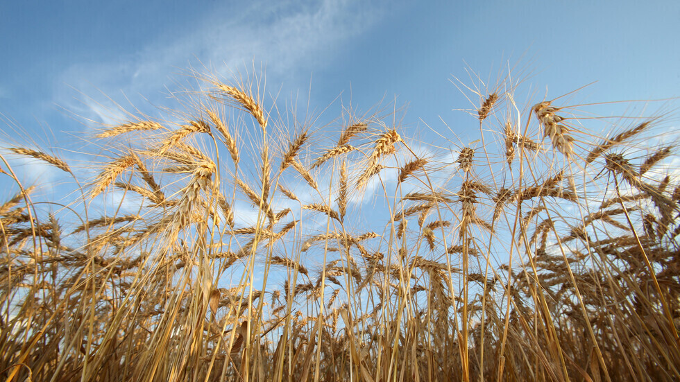 روسيا لن ينقذها النفط إنما القمح