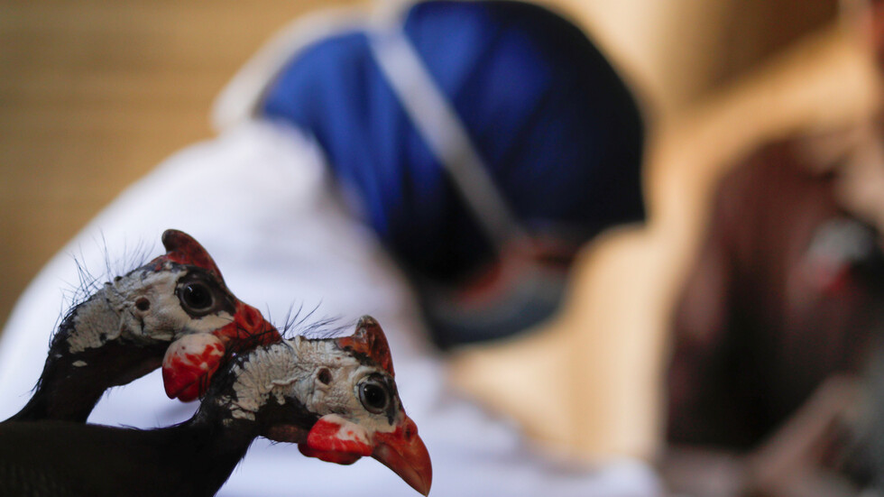 مصر  والإمارات تبحثان استئناف حركة تصدير الدواجن المصرية