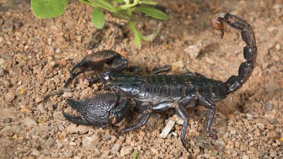 المغرب.. إدخال طفلين العناية المركزة إثر تعرضهما للدغ العقارب