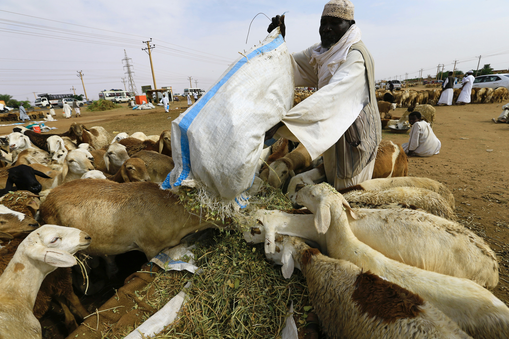 مسؤول سوداني: الفترة السابقة شهدت إرجاع 37 باخرة ماشية من السعودية