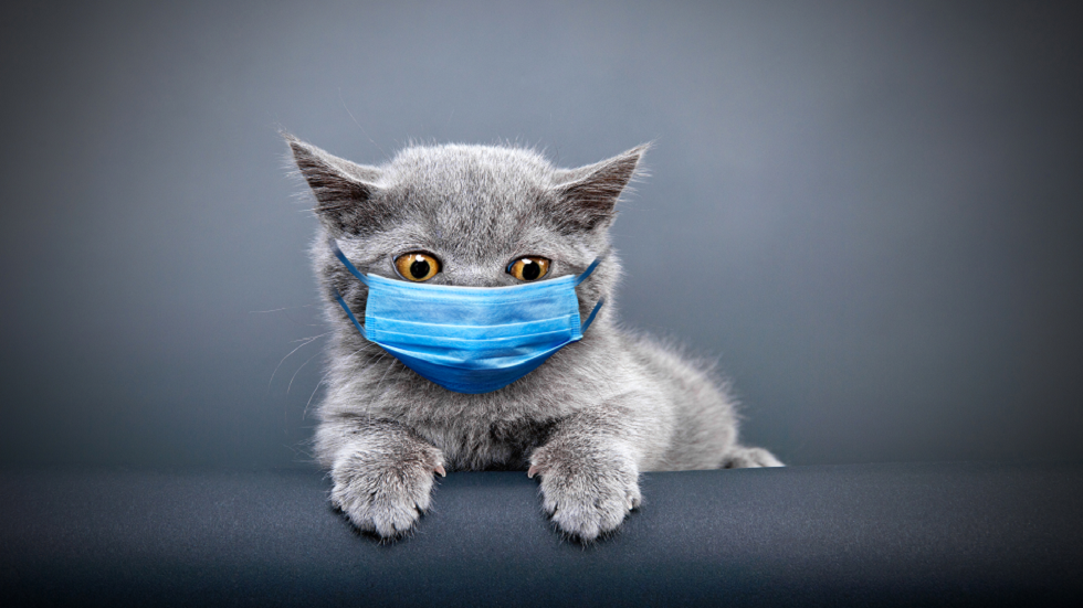 دراسة صينية تكشف نتائج تحذيرية حول مدى نقل القطط لفيروس كورونا!