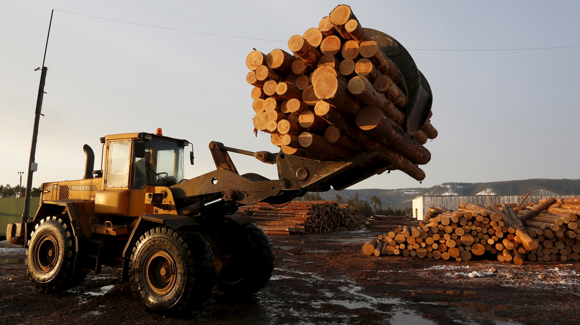 بوتين يوعز بفرض حظر على صادرات الخشب الخام