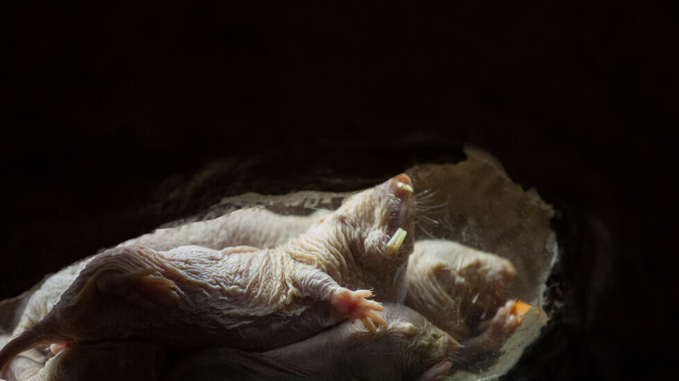 أهي حاسة سادسة؟ علماء يزعمون اكتشاف أول أعضاء حيوانية يمكنها "رؤية" المجالات المغناطيسية