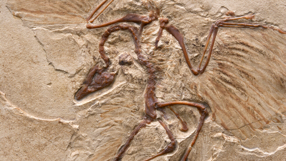 اكتشاف أنواع جديدة من الديناصورات ثنائية الأصابع بلا أسنان تشبه ببغاء عملاقا