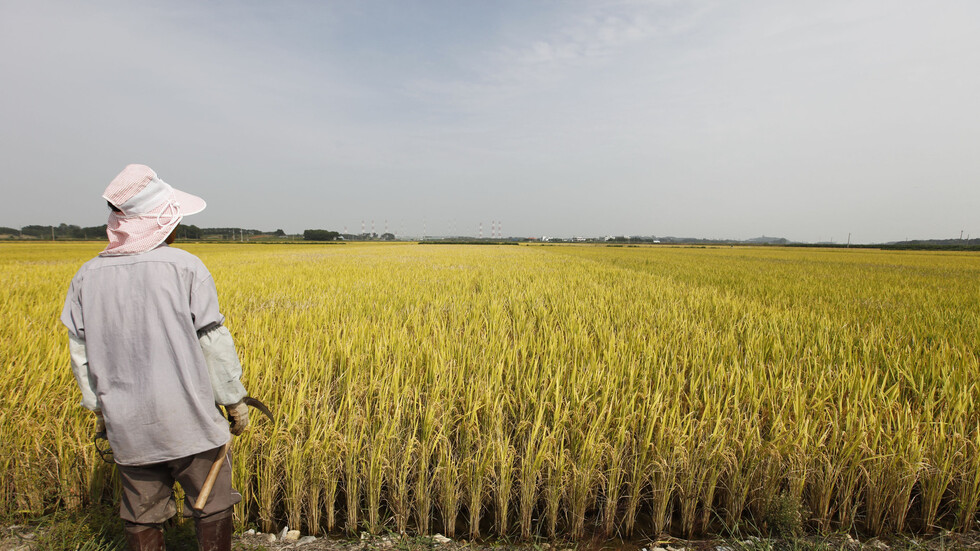 كوريا الجنوبية تقتل نحو 1500 خنزير