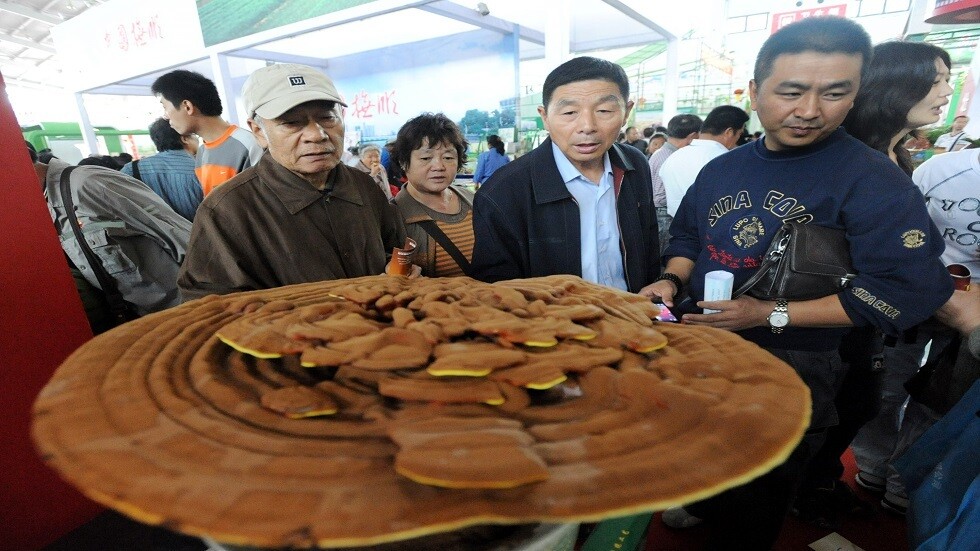 اكتشاف خصائص علاجية جديدة للفطر الخشبي