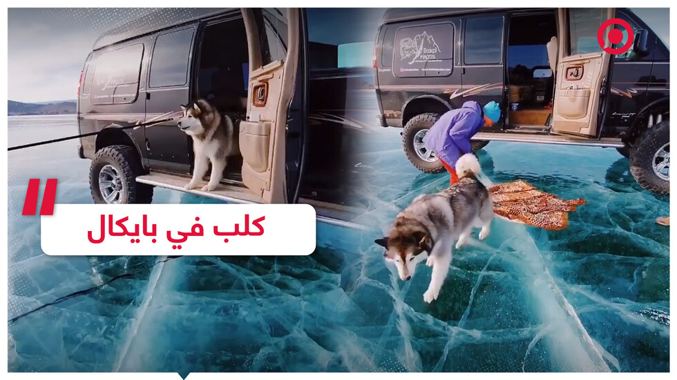 كلب يرفض المشي على الجليد في بحيرة بايكال الروسية