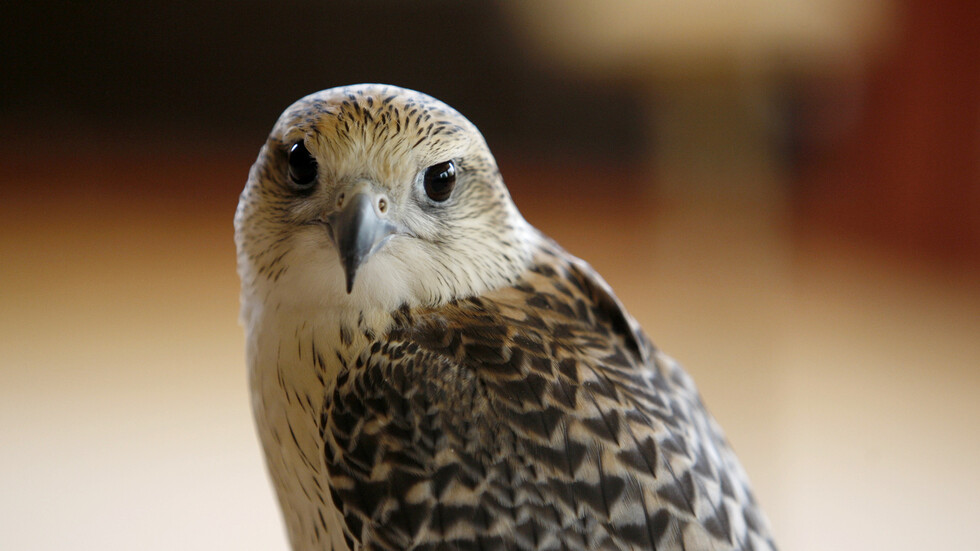 السعودية.. بيع "فرخ شاهين" بسعر قياسي في مزاد الصقور